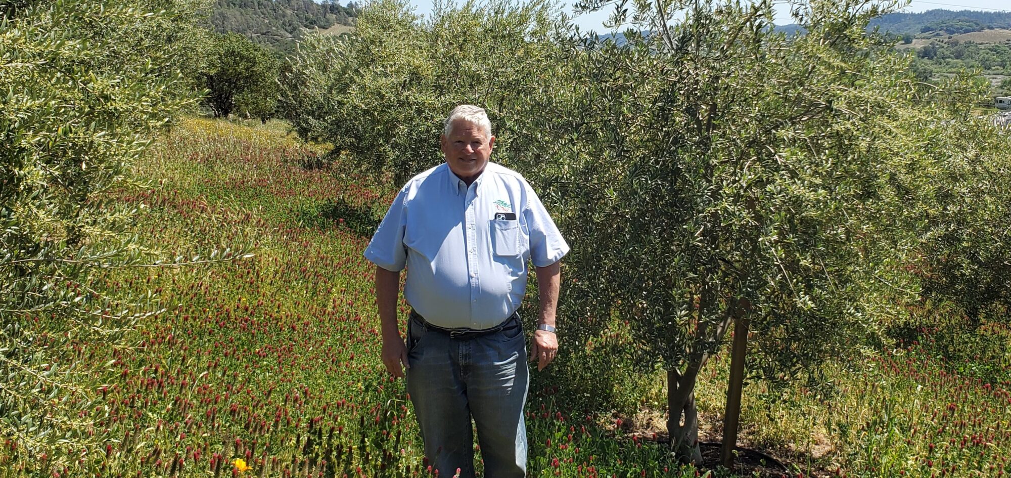 Geoff, one of the founders of Showa Farm, walks in his olive orchard where crimson clover covers the ground between the green olive trees