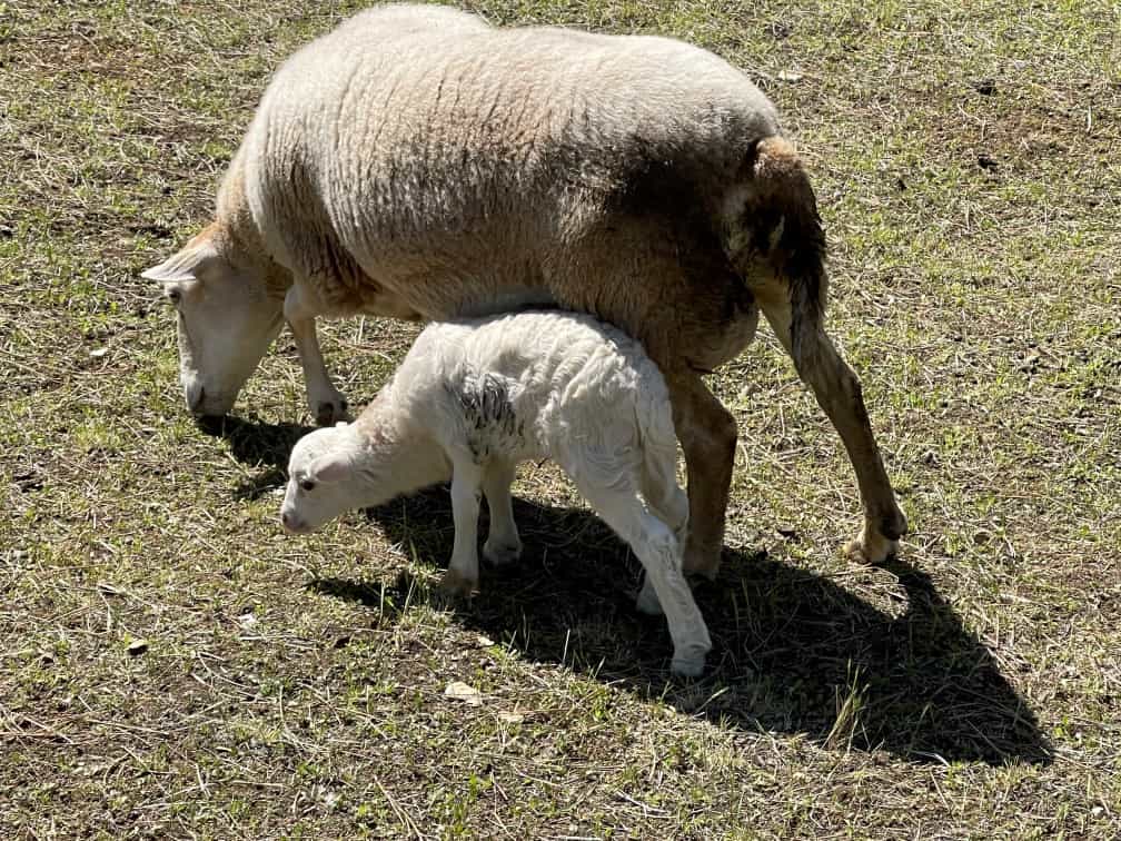 Mother sheep and her lamb graze together near the olive orchard.
