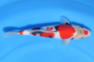 A Showa koi fish with white body, red splotches and smaller black markings as seen from above, swimming above a blue background. Visible are two eyes, a transluscent fin on each side, a wavy dorsal fin and small tail fin.