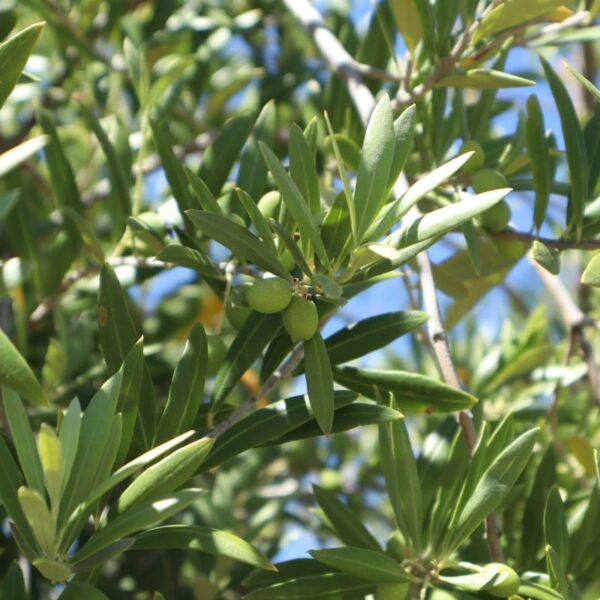 Green olives hang on olive branches in the sunlit olive grove.