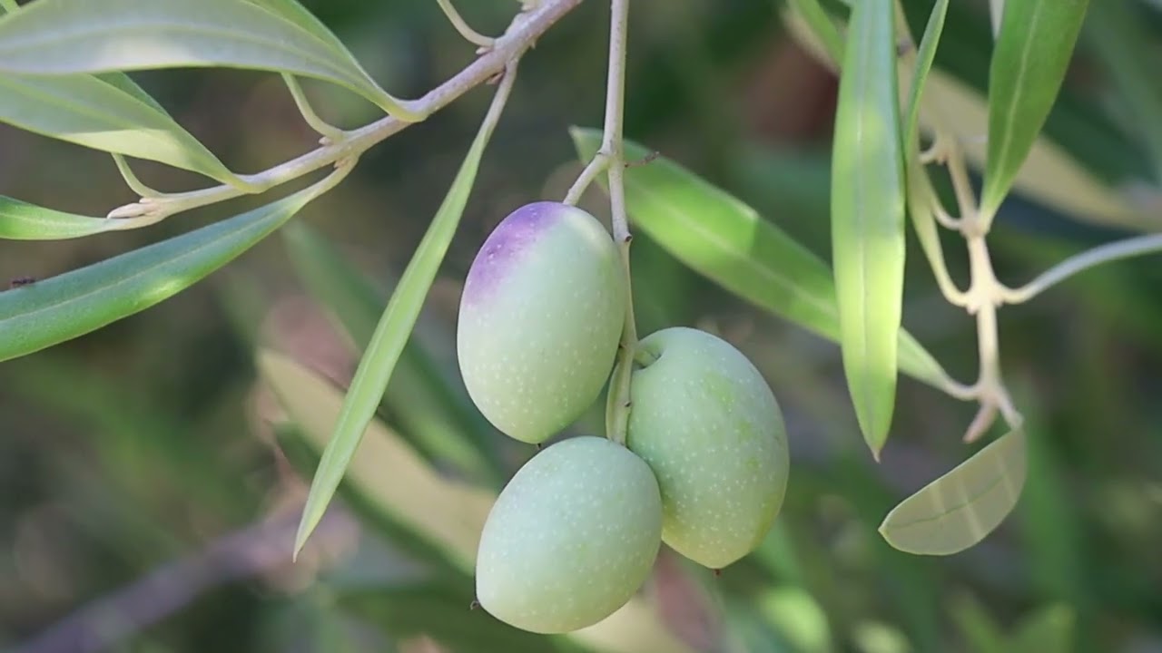 Three green olives, one with a small patch of purpble on one side, hang together from the same olive branchlet.